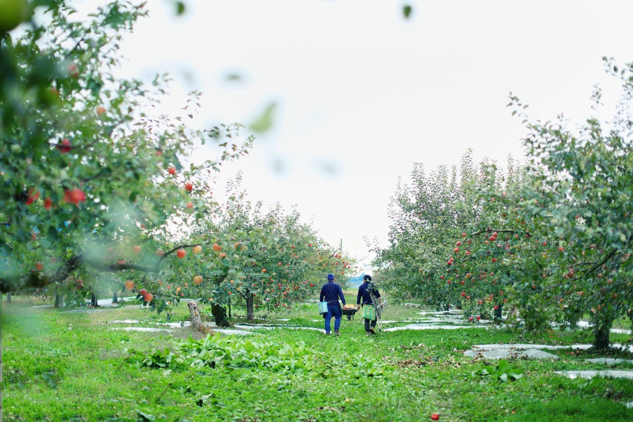 りんご　新庄