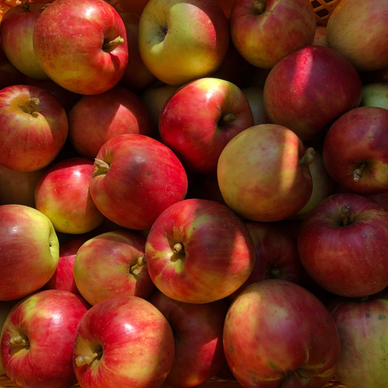 りんご　無農薬