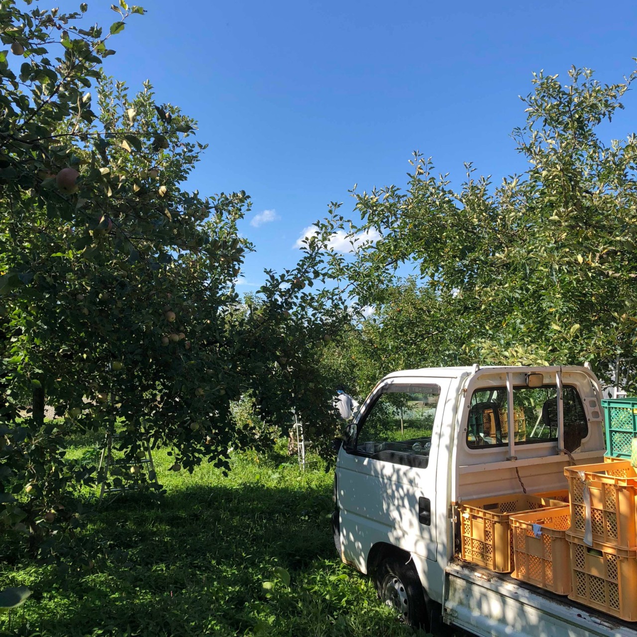 無農薬　りんご