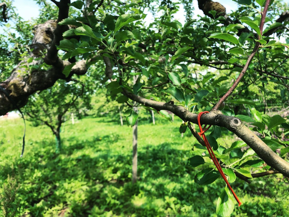 コンフューザー