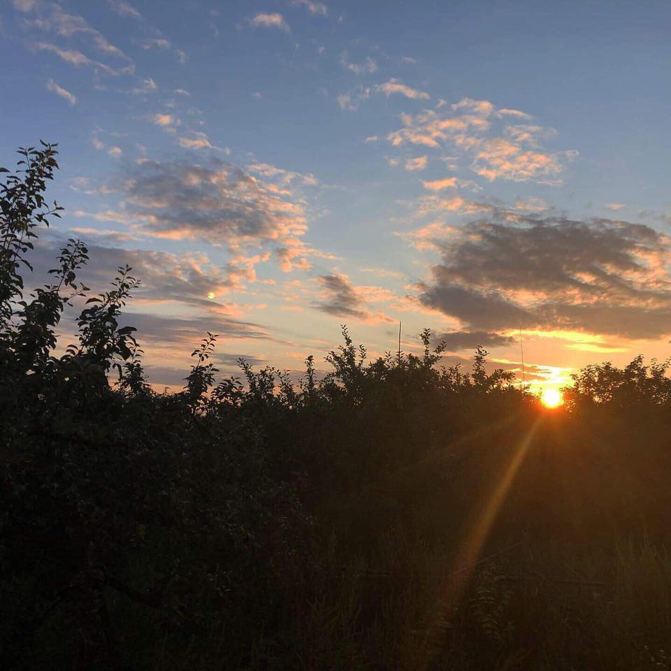 りんご　無農薬