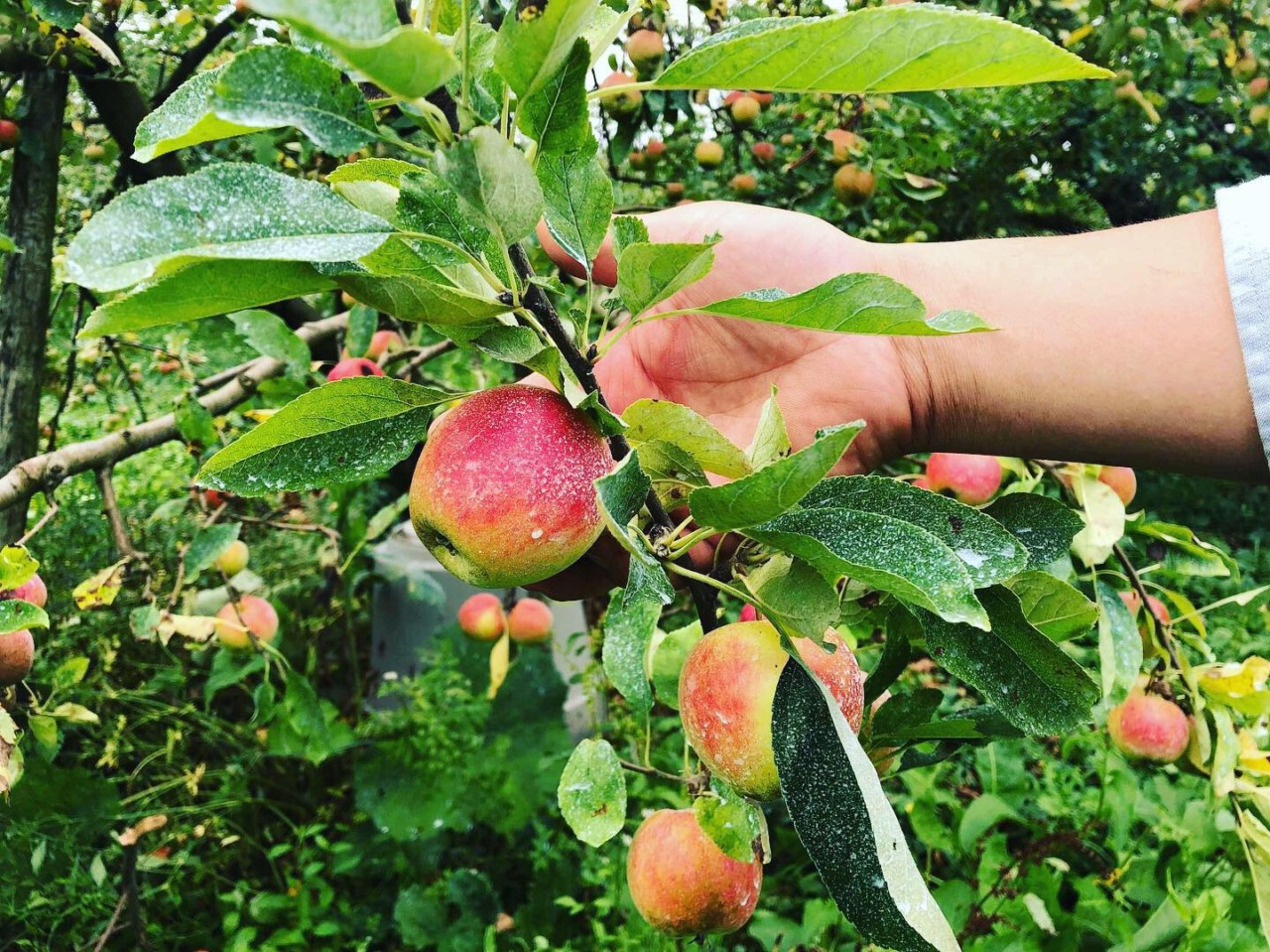 早生品種　さんさ