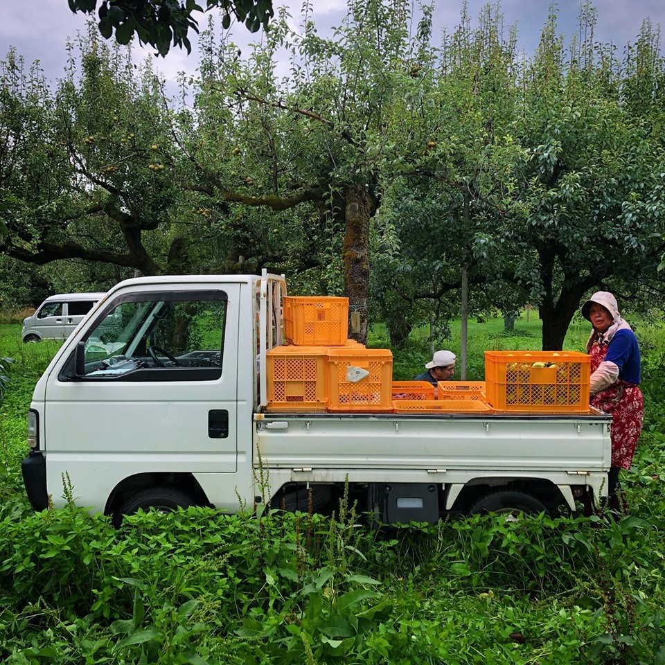 収穫　りんご　無農薬