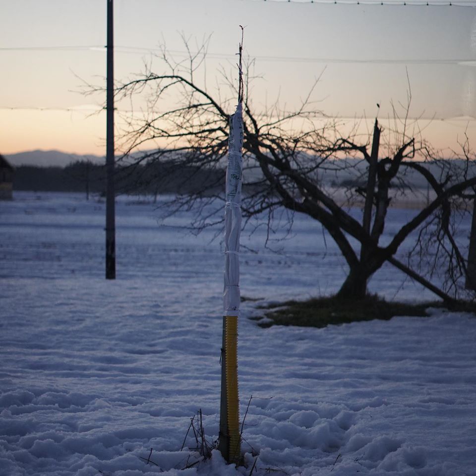 有機栽培　りんご