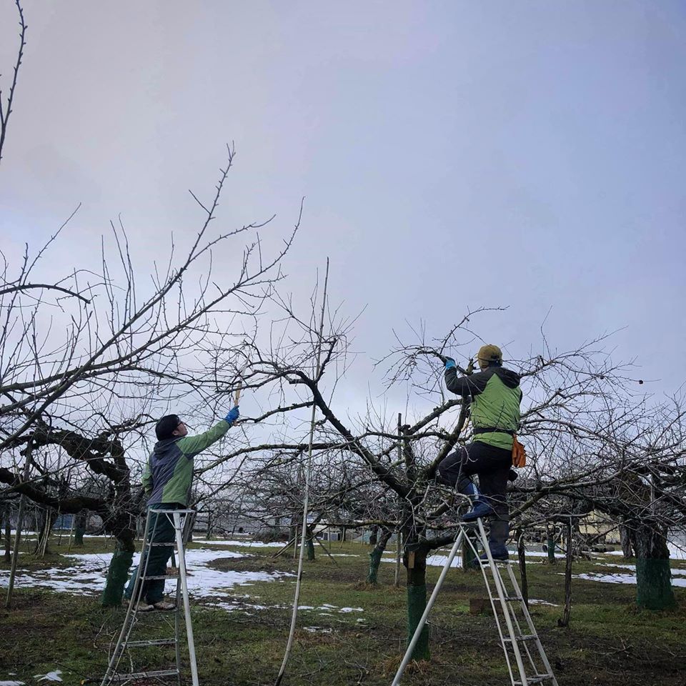 無農薬　りんご