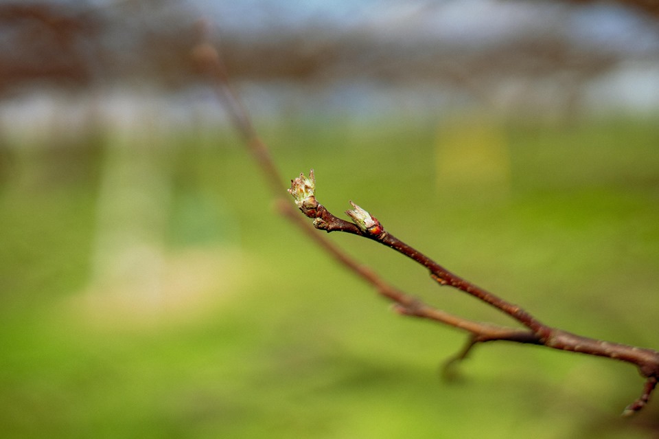 ジュース　りんご