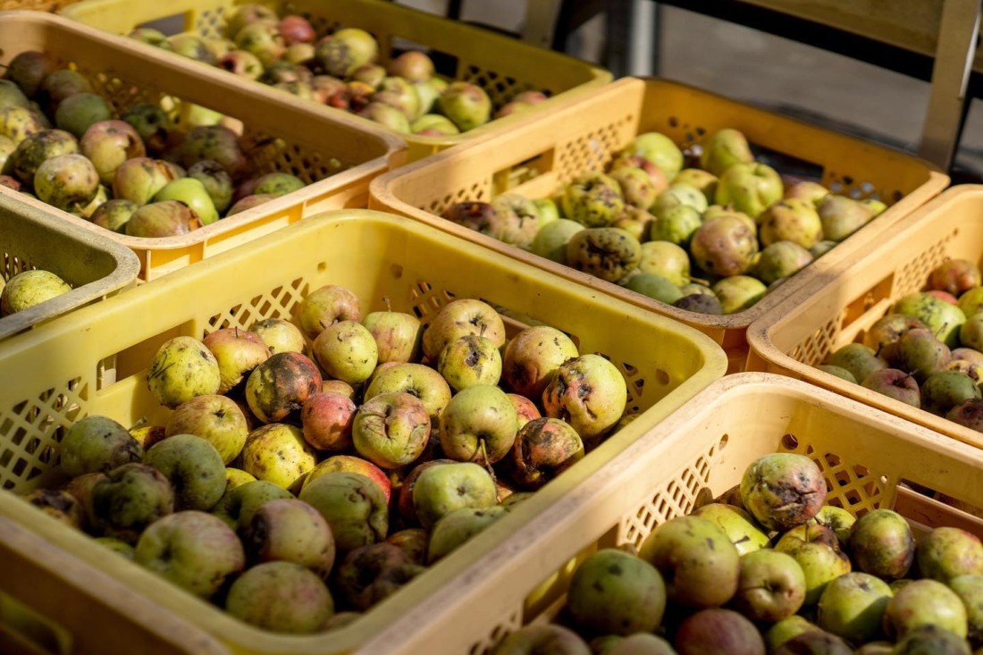 りんごジュース　無農薬　山形