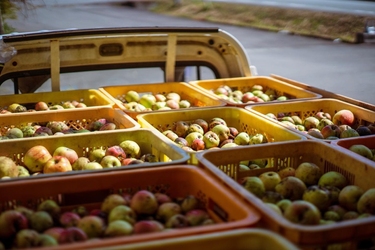 リンゴジュース　無添加