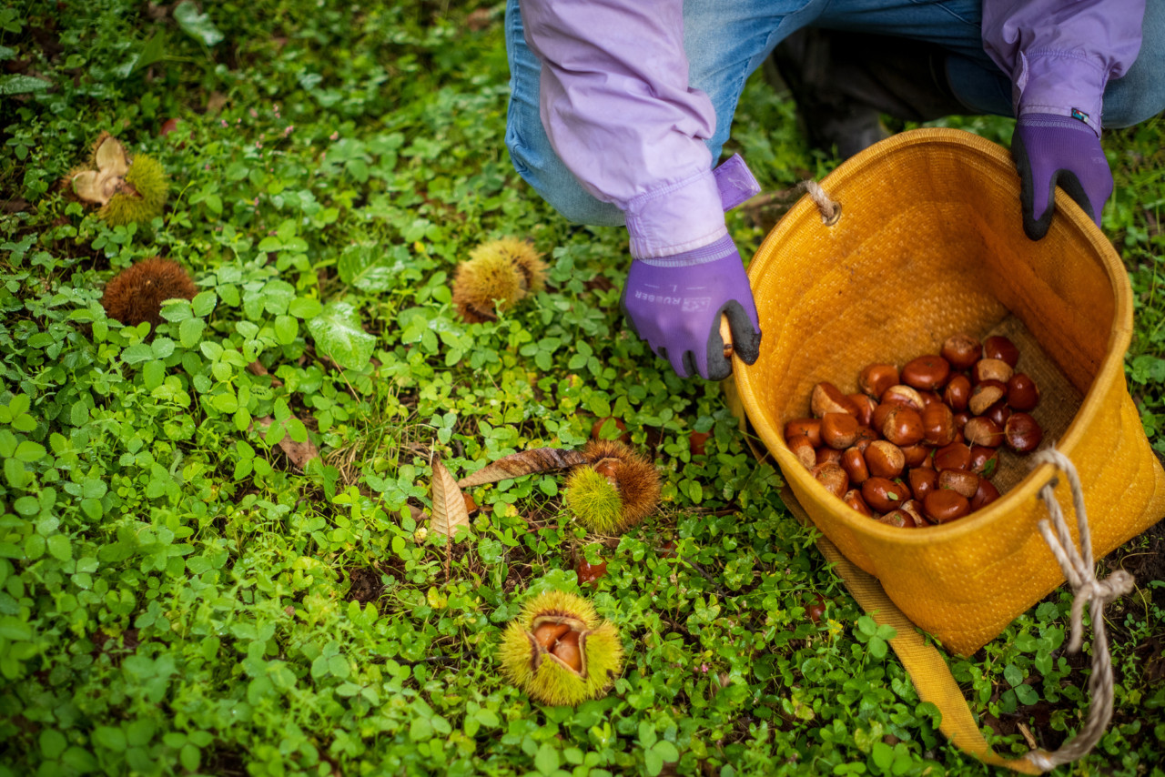 モンブラン　無農薬