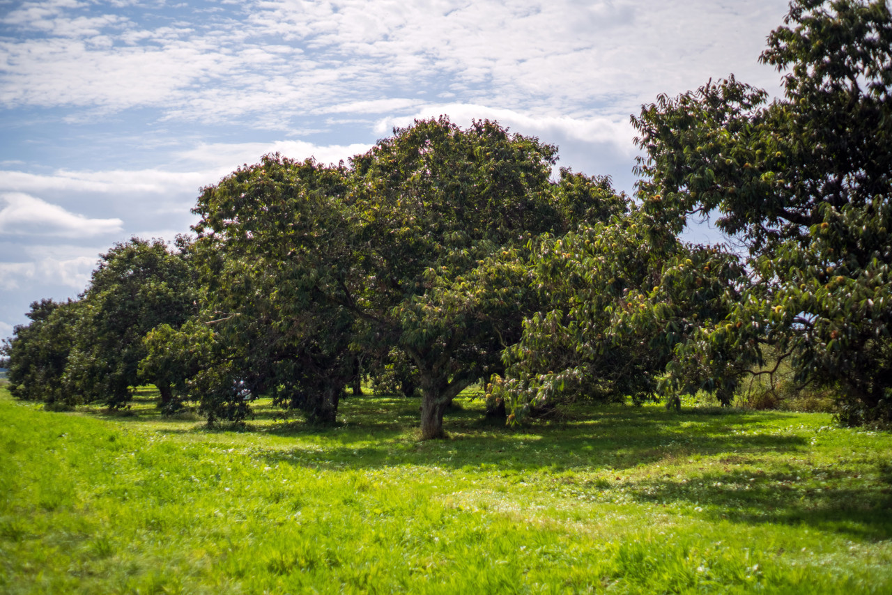 栗　自然栽培