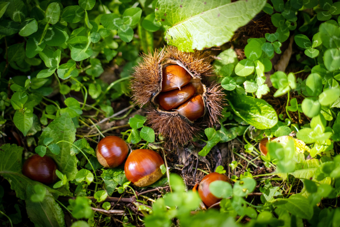 栗　無農薬　山形