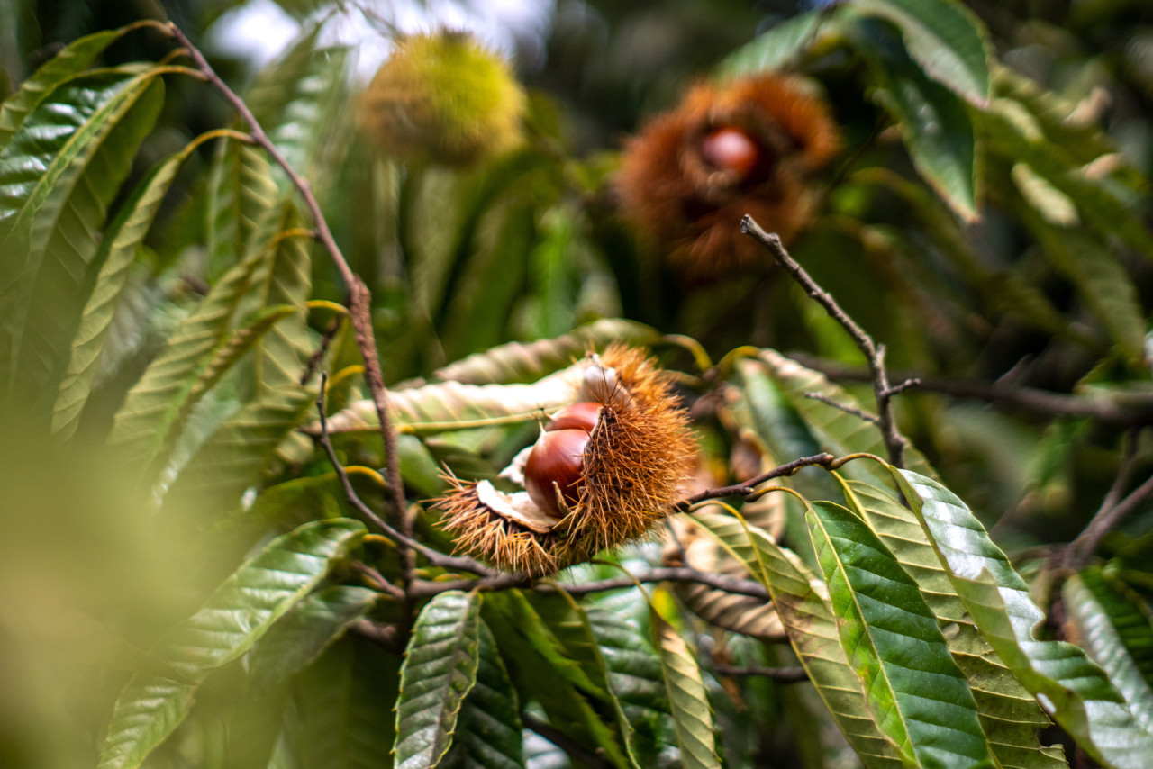 栗　山形　農薬不使用