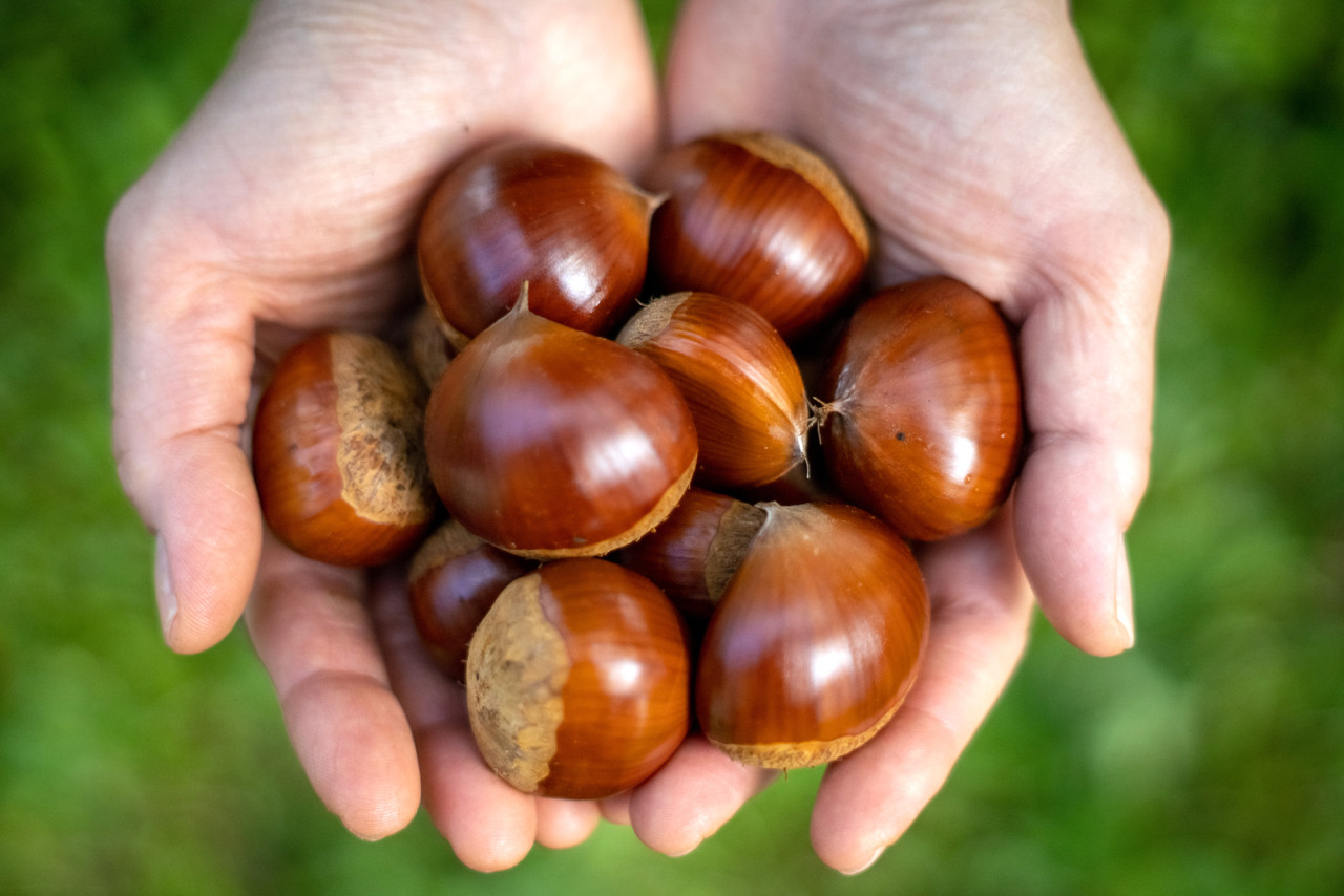 栗　リンゴリらっぱ