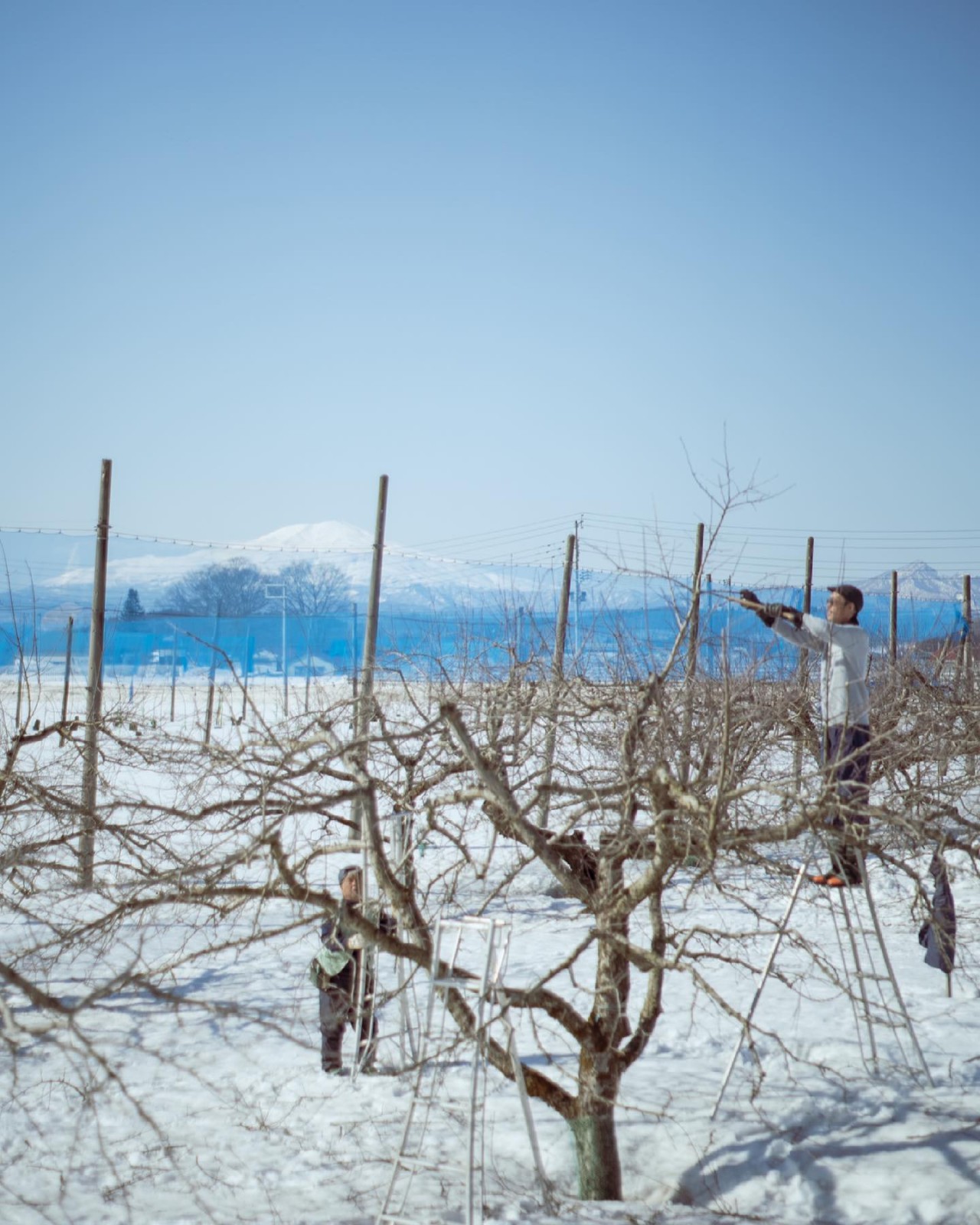 有機栽培　りんご