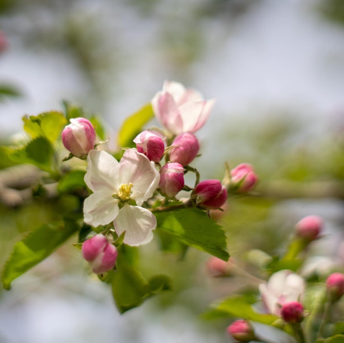 ジョナゴールド