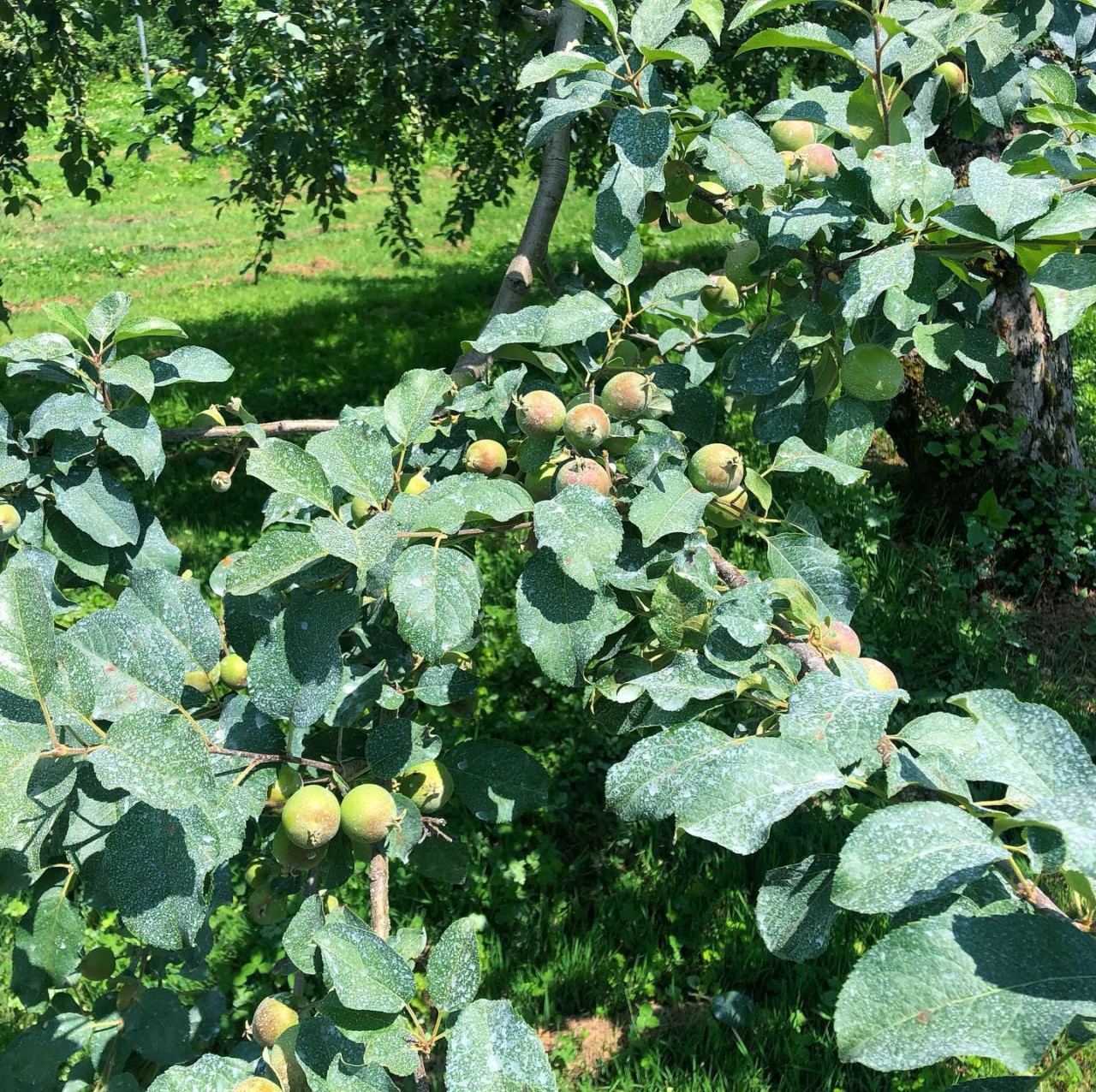 りんご　有機　山形