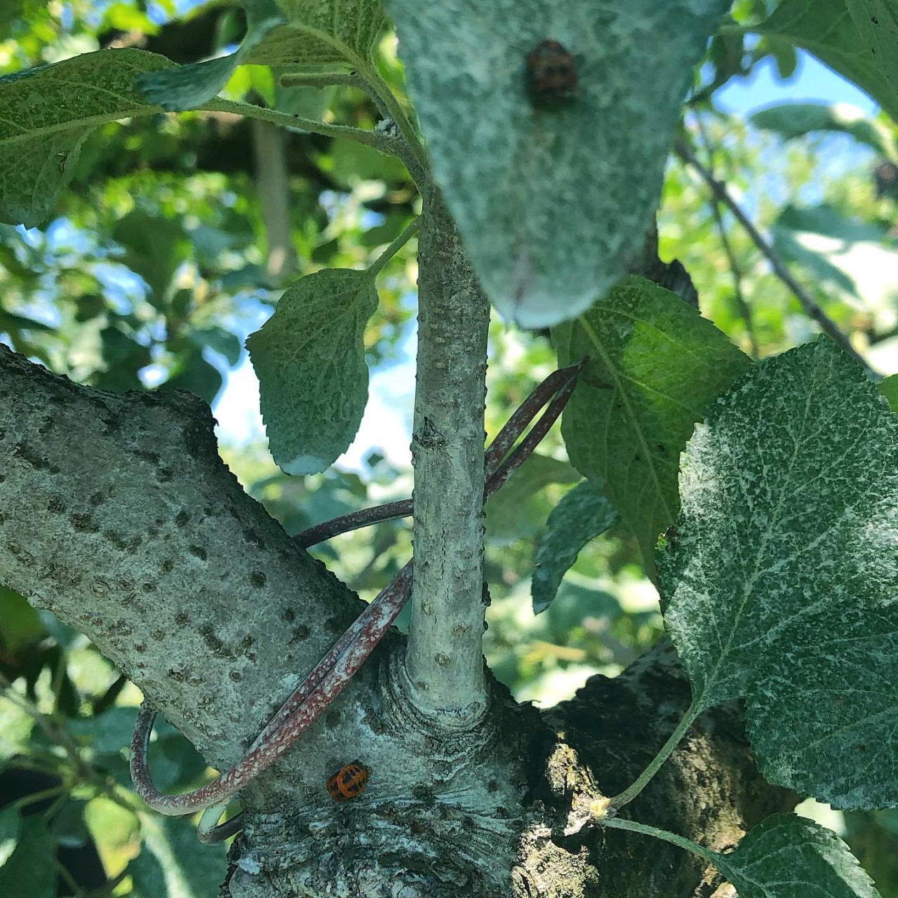 ジュース　有機