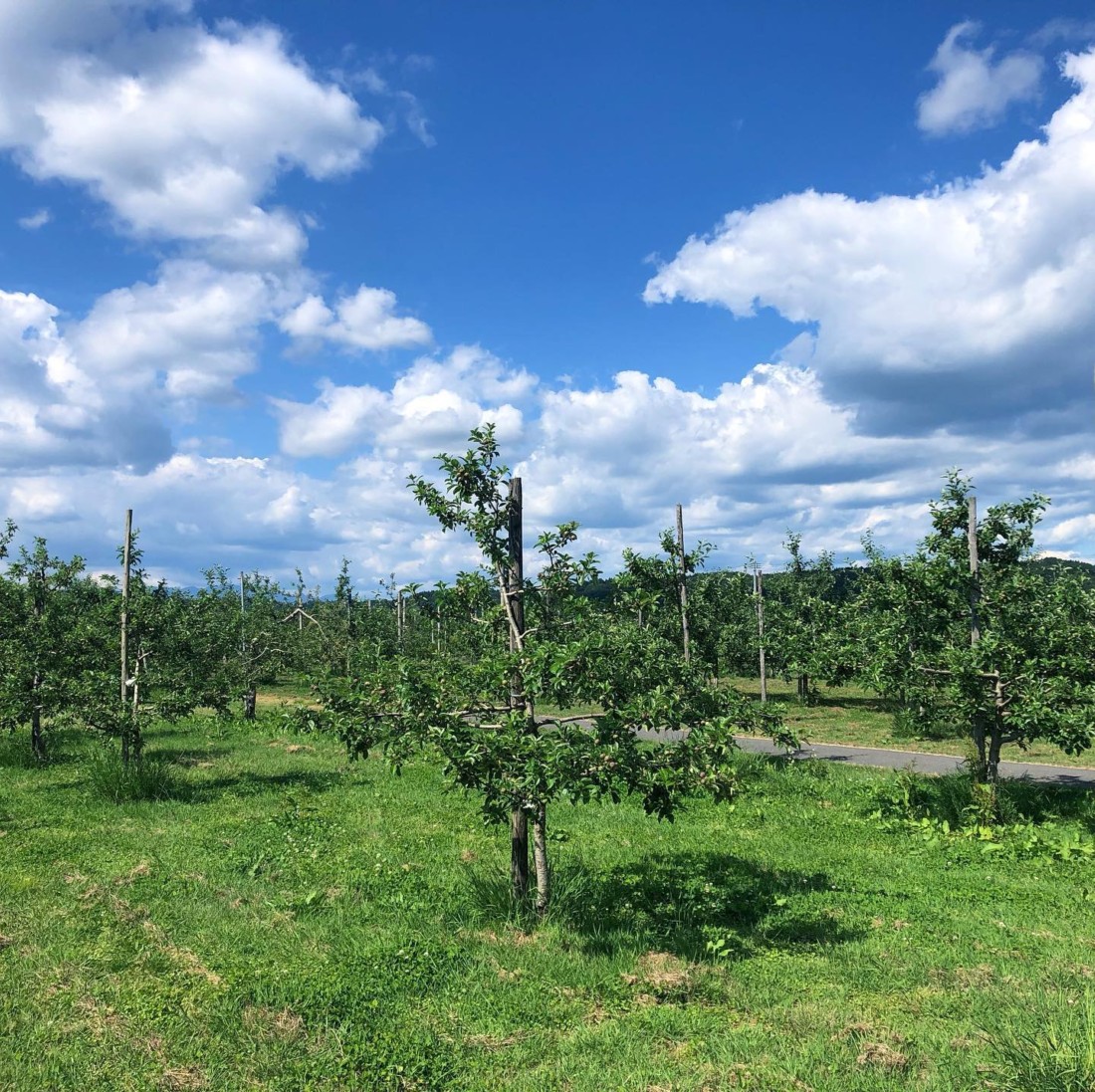 有機栽培　リンゴ