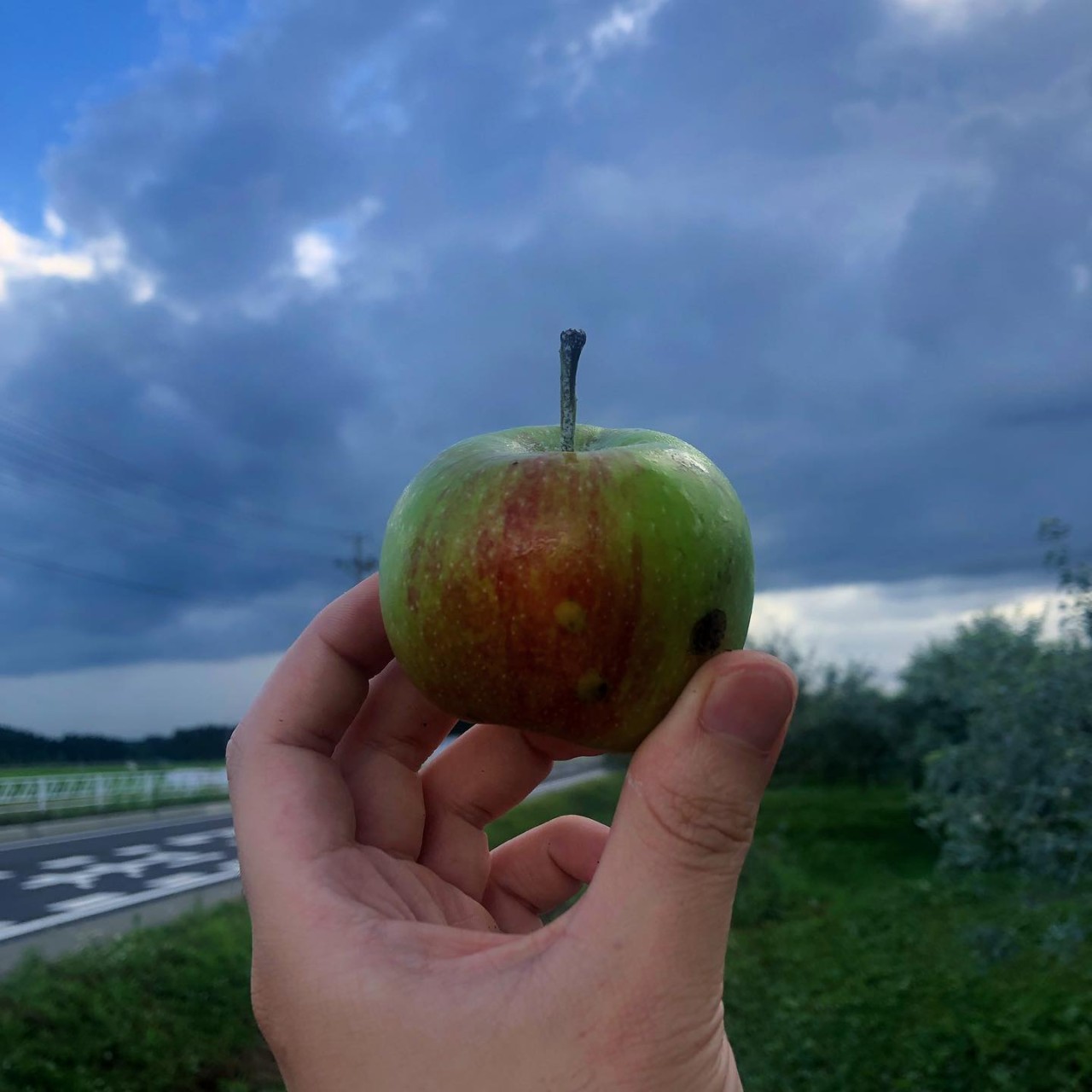 オーガニック　りんご