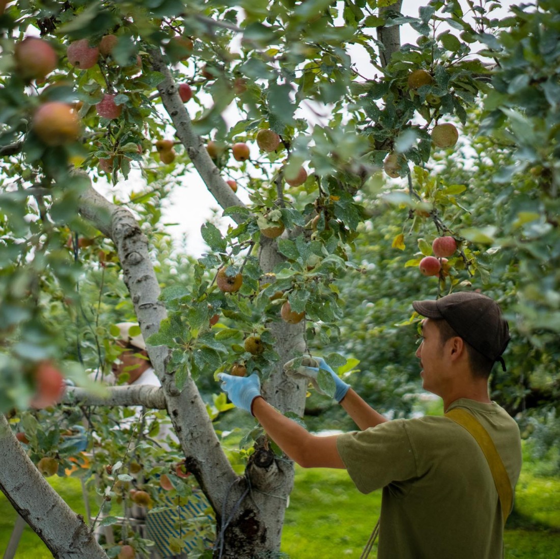 ジュース　オーガニック