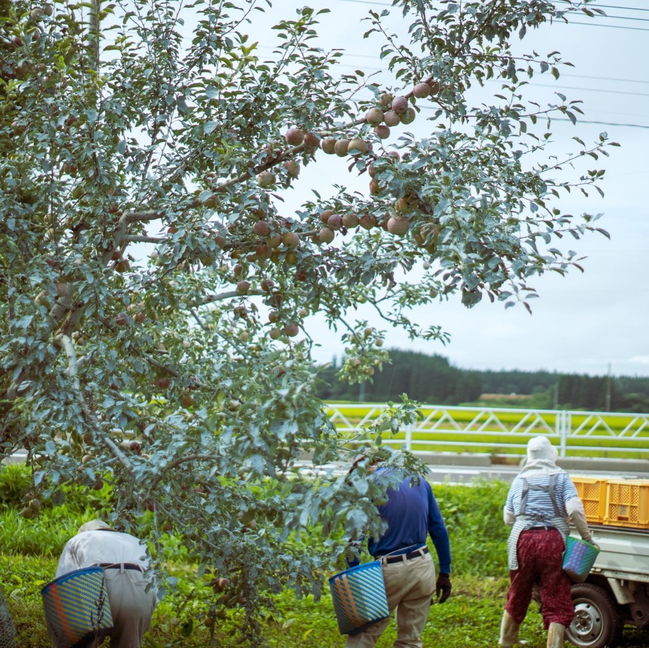 山形　りんご　無農薬