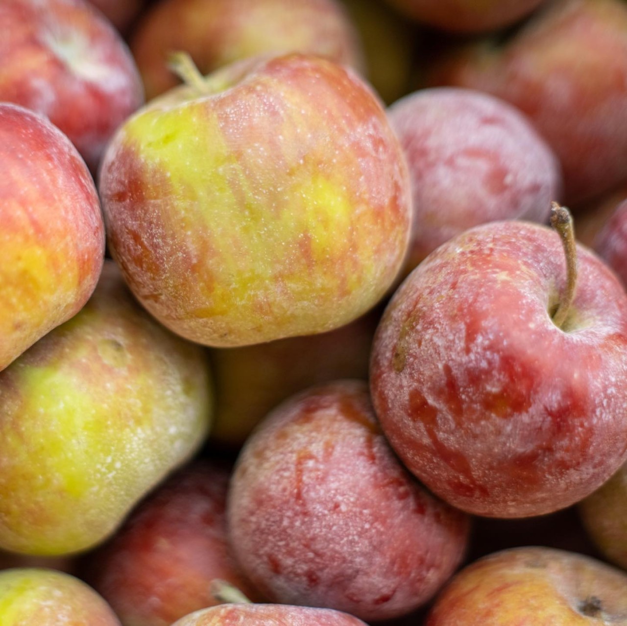 AmericanSummerPearmain　りんご