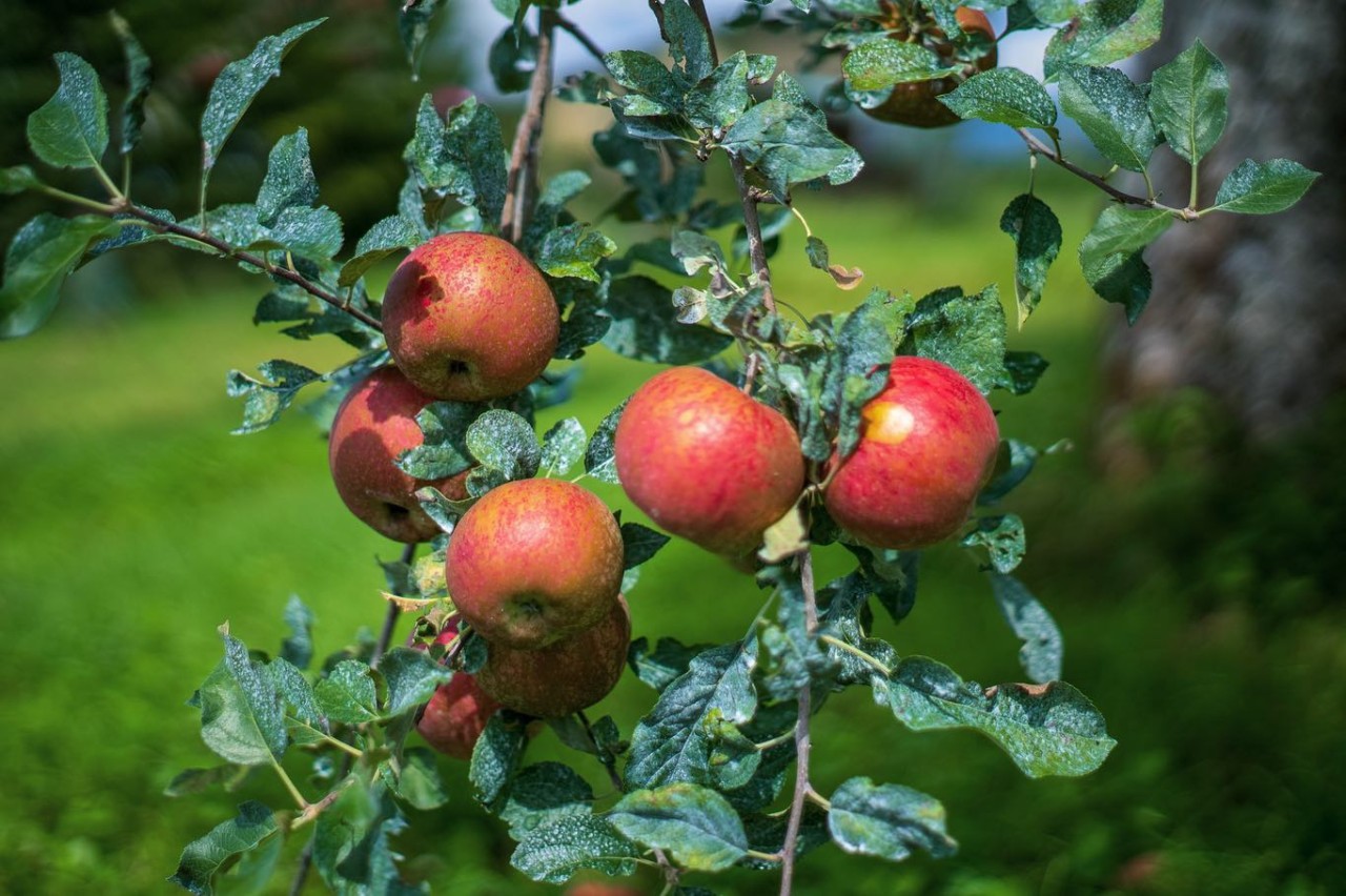 農薬不使用　りんご