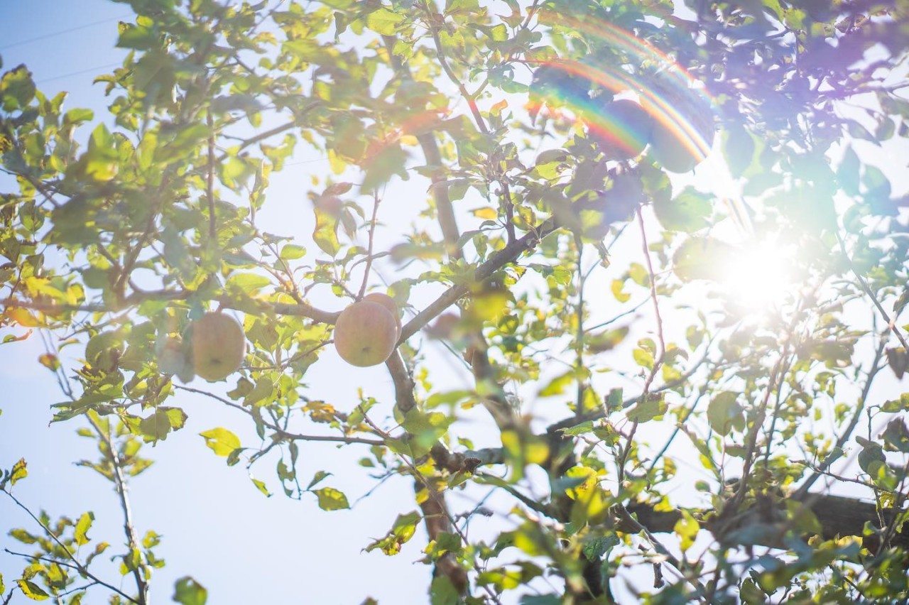 ふじ　りんごジュース