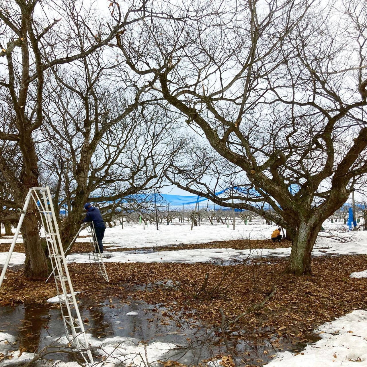 栗　無農薬　山形