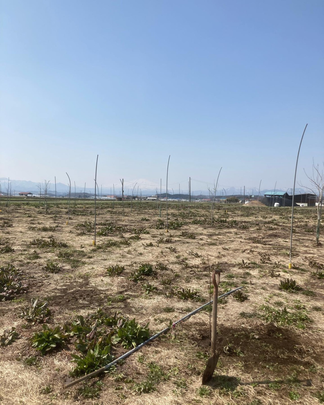 リンゴ　植え付け