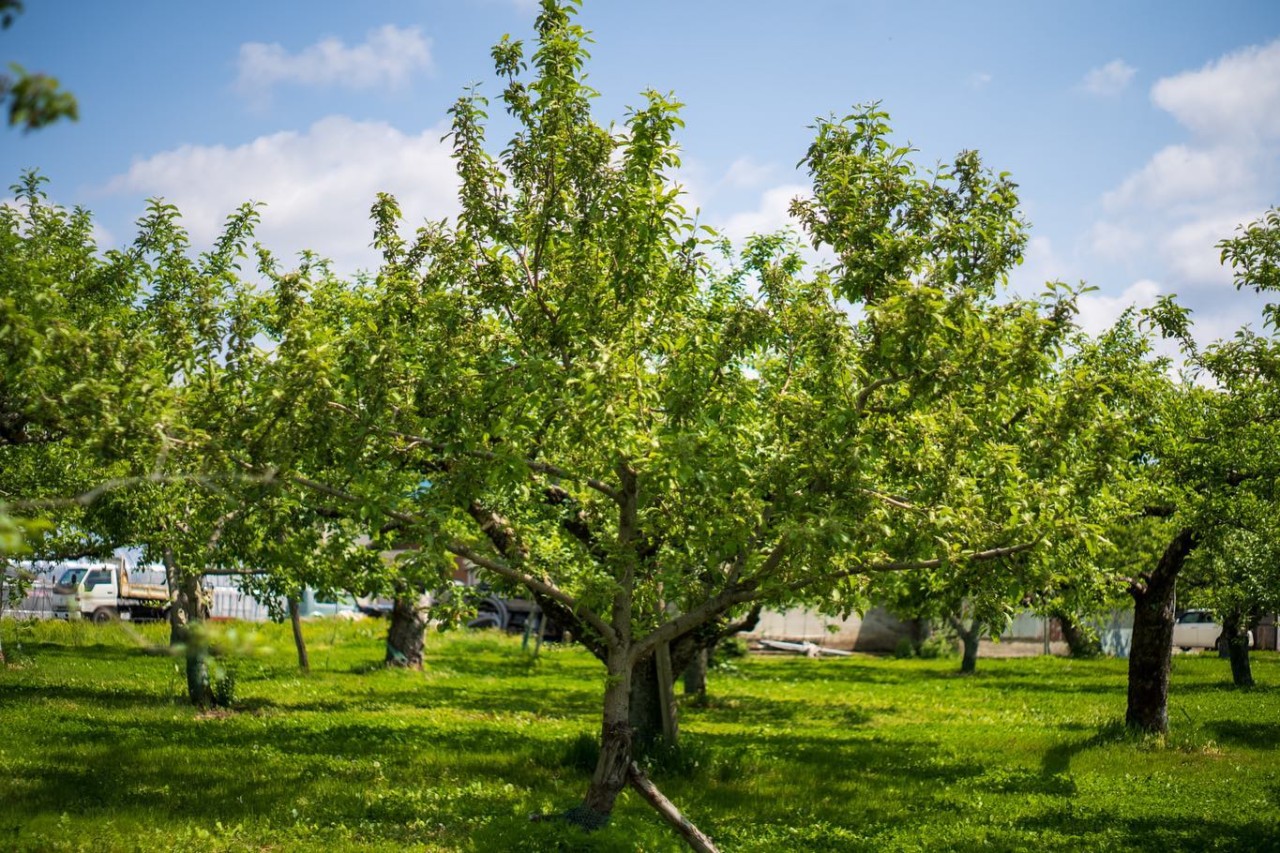 グラニースミス