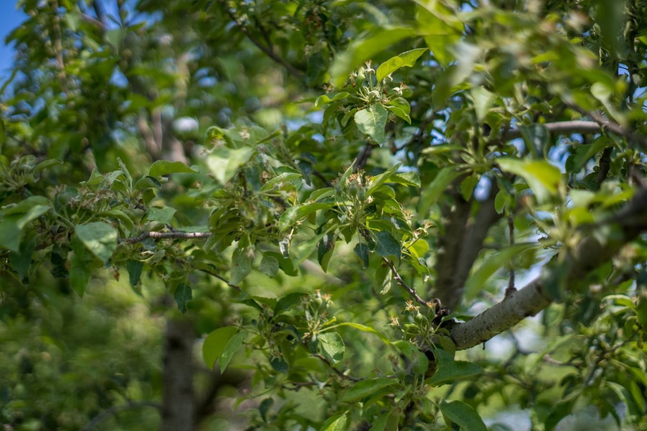 グラニースミス