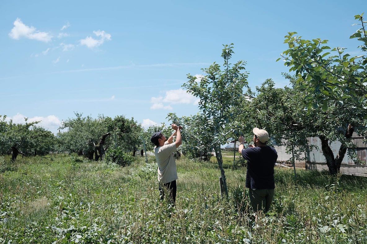 オーガニック　リンゴ