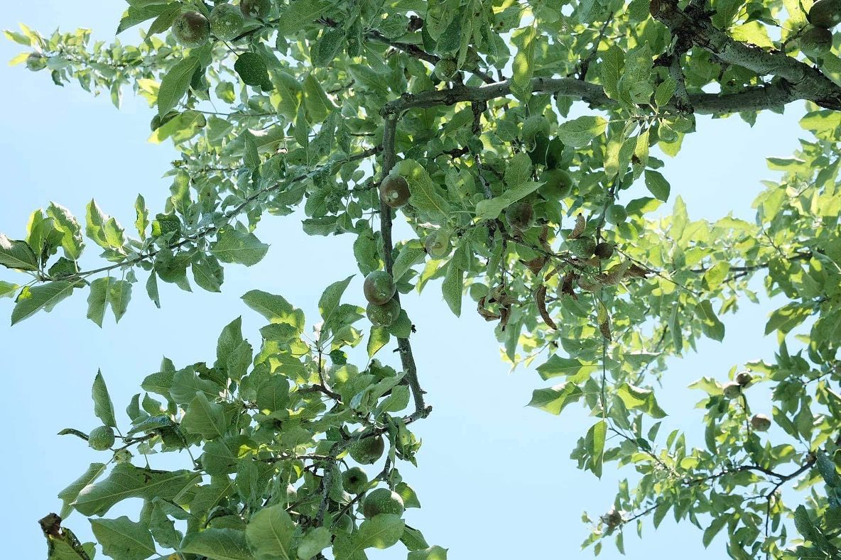 有機栽培　リンゴ