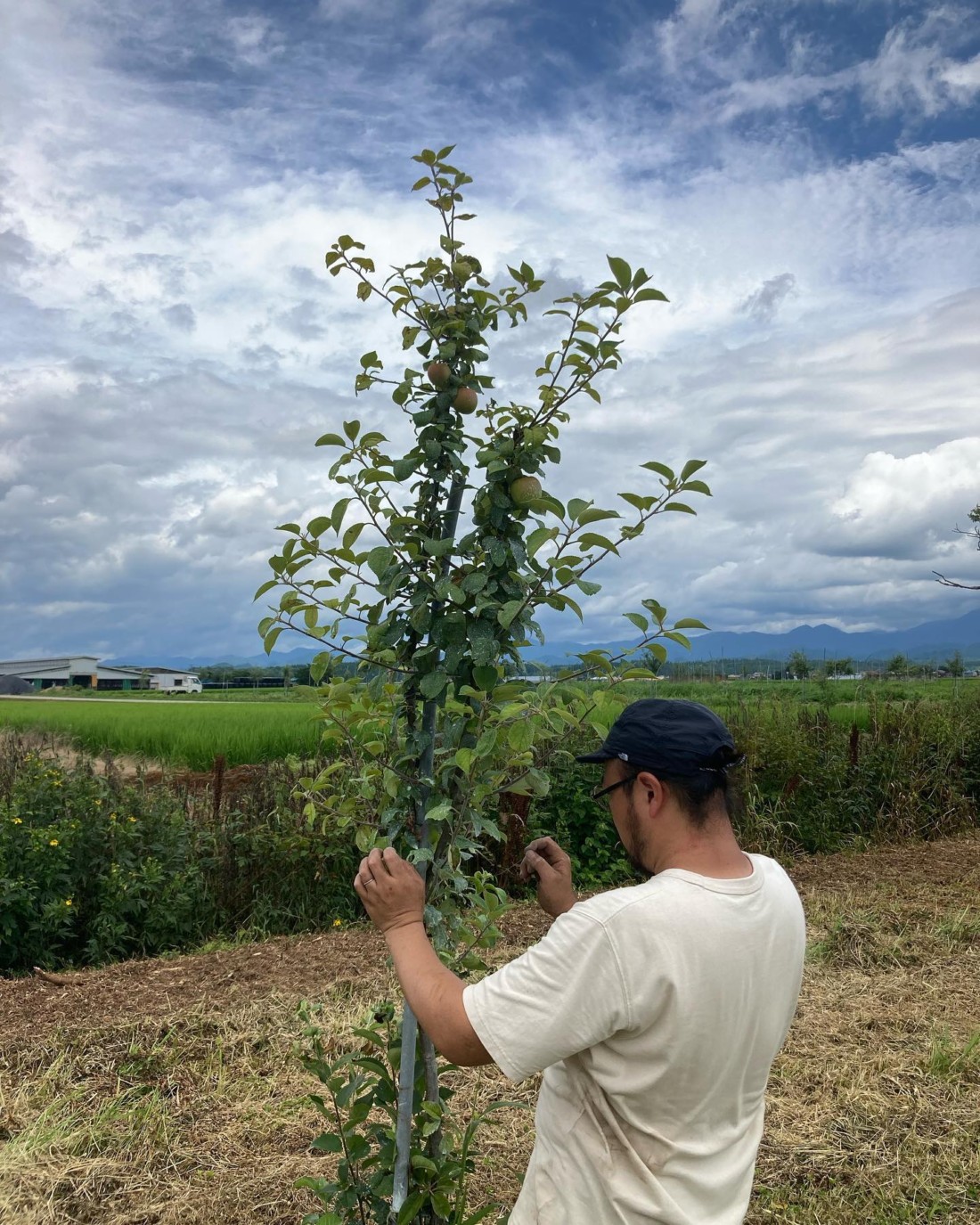 サイダーアップル
