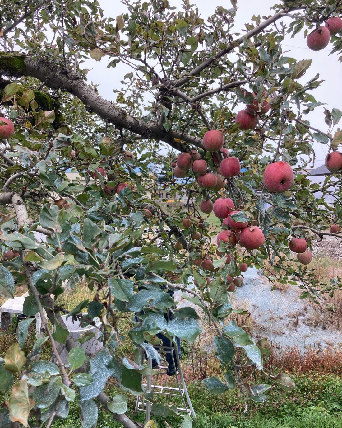 オーガニック　りんご