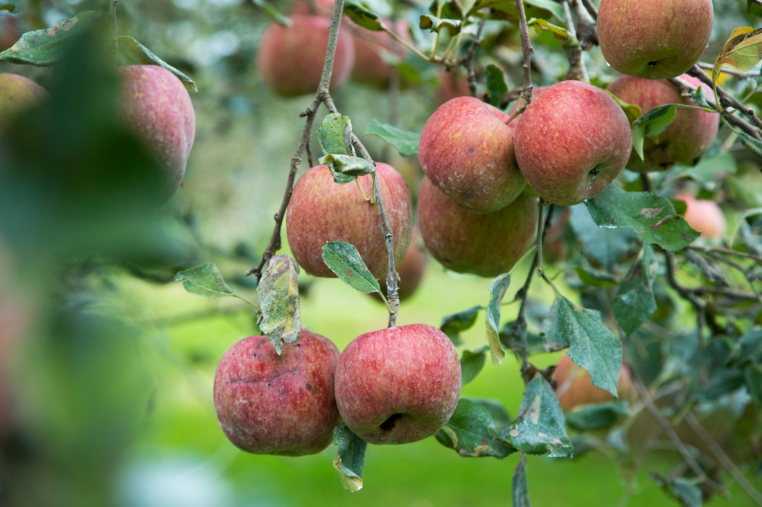 有機JAS　リンゴ　山形