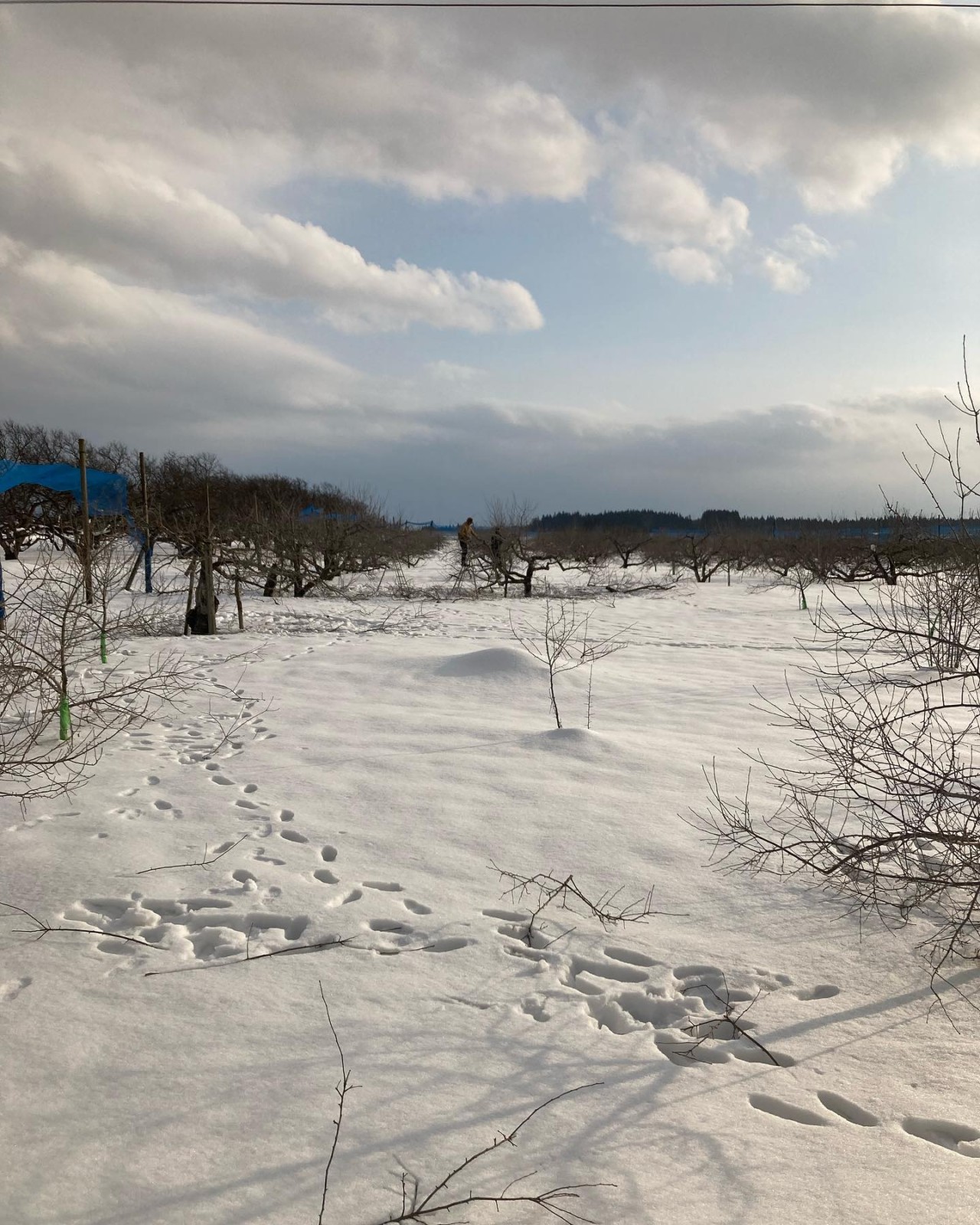 リンゴ畑　冬　雪