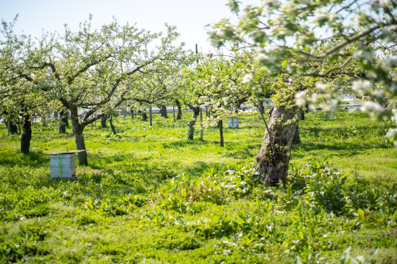有機　リンゴ