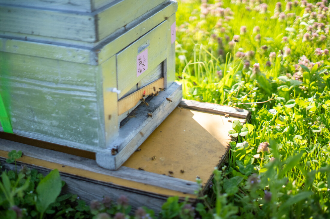 蜂蜜　オーガニック