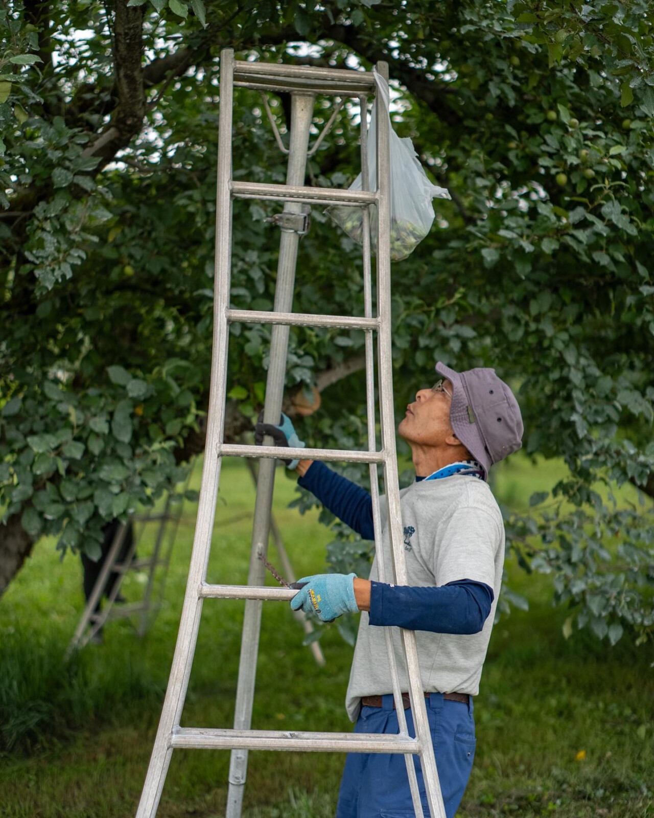 摘果　オーガニック