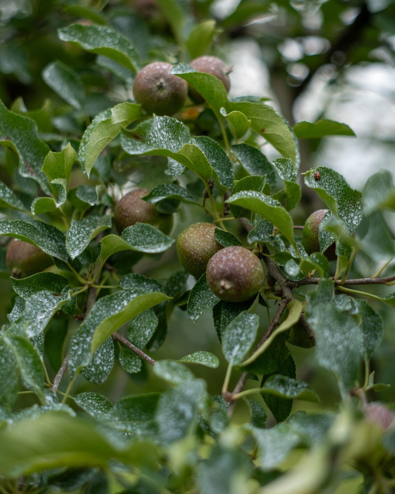 オーガニック　ジュース　国産