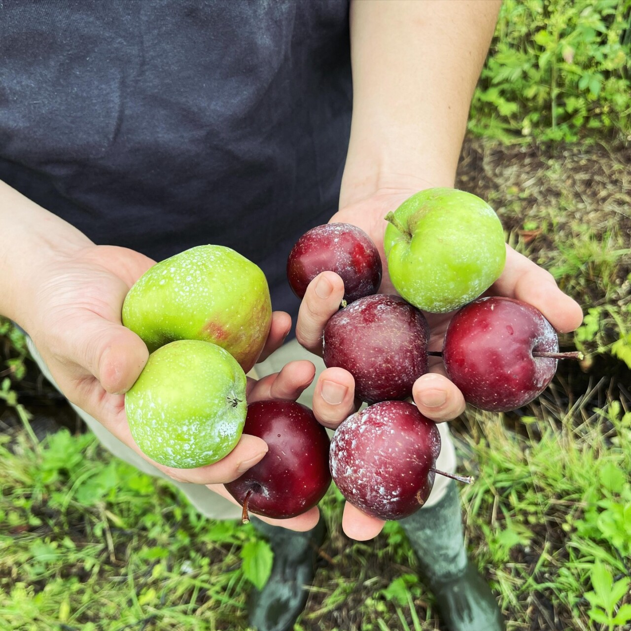 シードル　農園